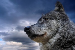 wolf pictures amazing