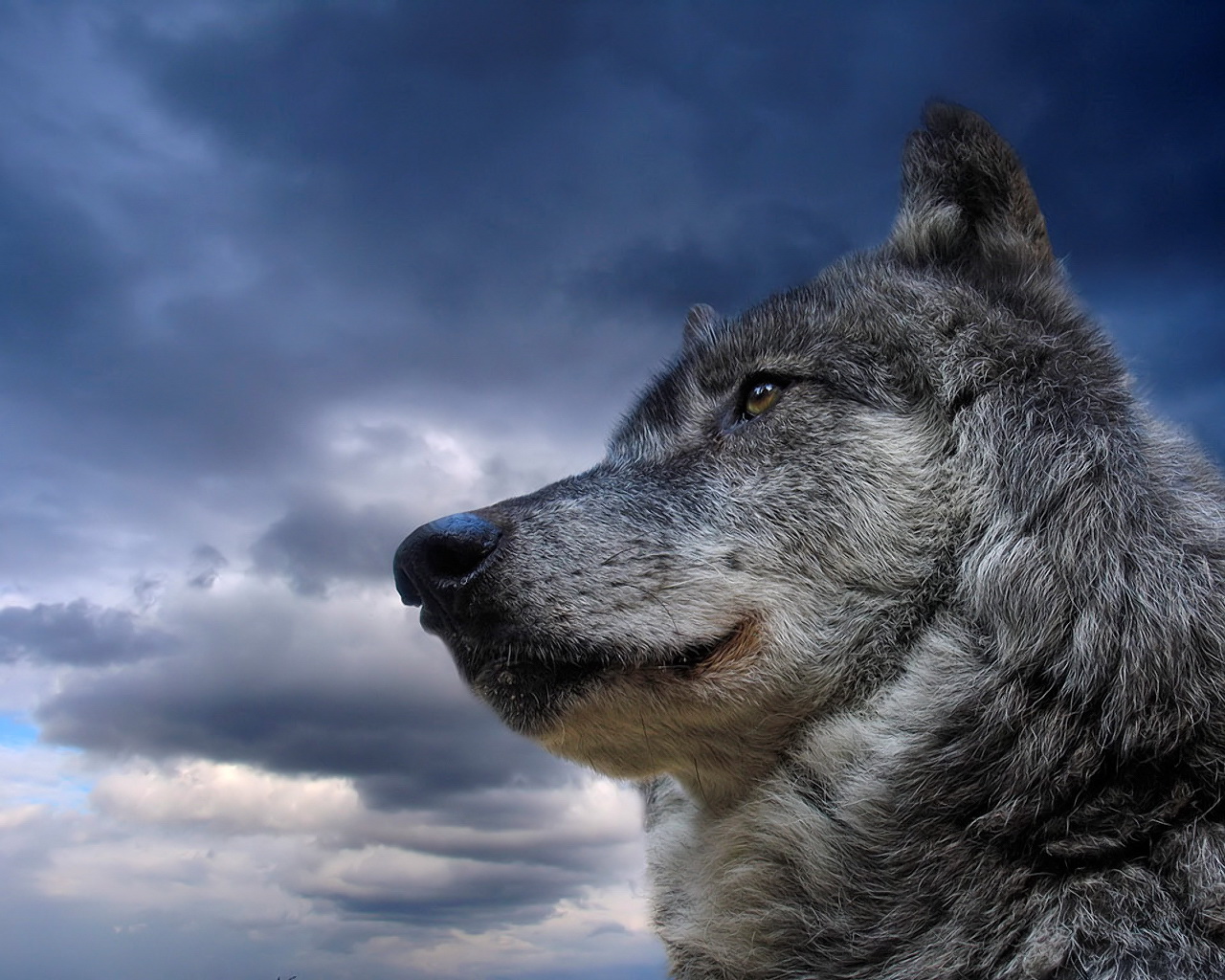 Wolf Wallpapers HD A3