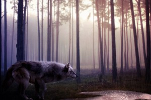 Wolf Wallpapers HD A30