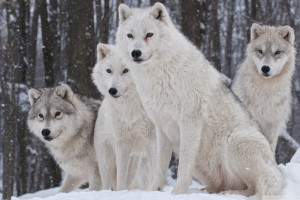 white wolf wallpapers cute