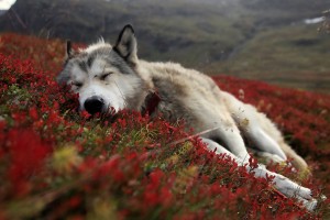 amazing wolf wallpapers