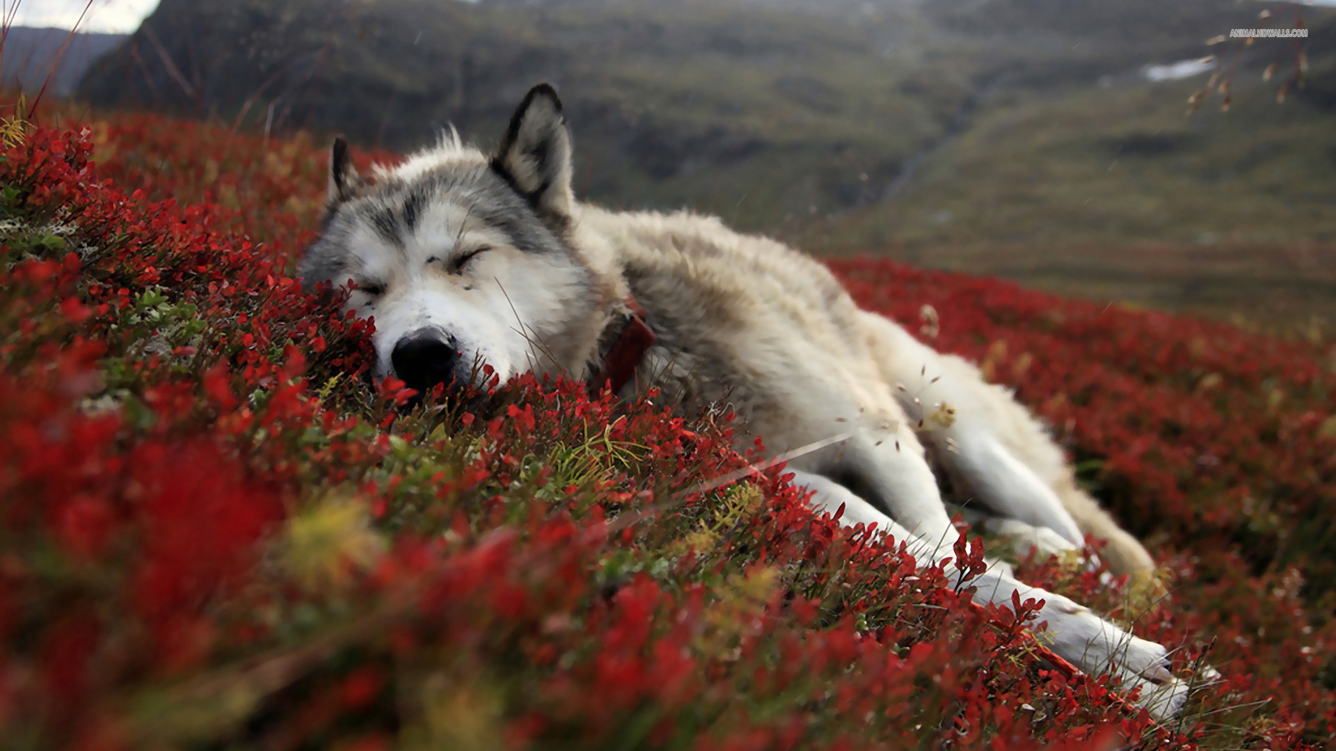 amazing wolf wallpapers