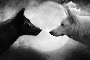 Wolf Wallpapers HD black and white