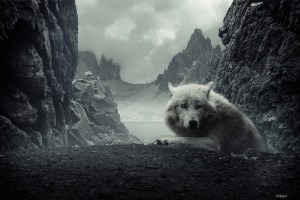 Wolf Wallpapers HD A4