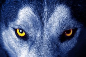 Wolf Wallpapers HD eyes