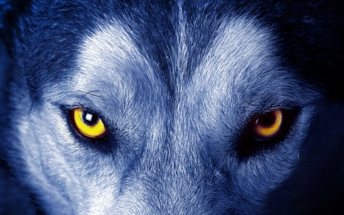 Wolf Wallpapers HD eyes