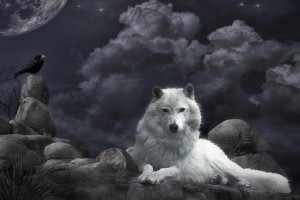 Wolf Wallpapers HD A5