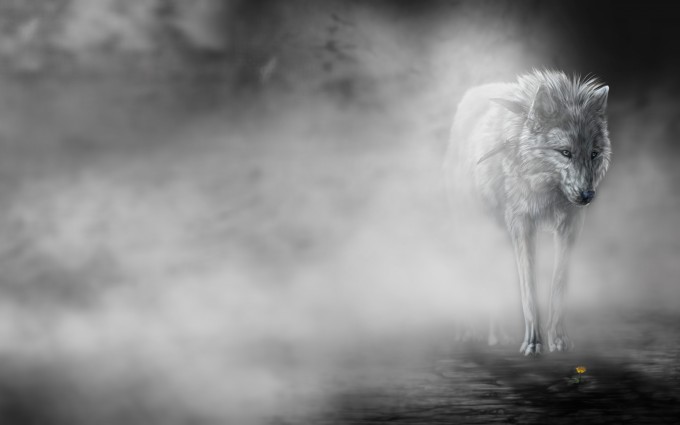 Wolf Wallpapers HD A6