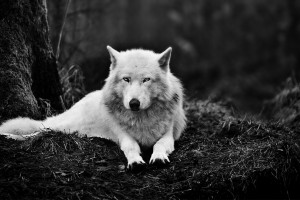 Wolf Wallpapers HD A8