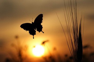 butterfly background sunrise