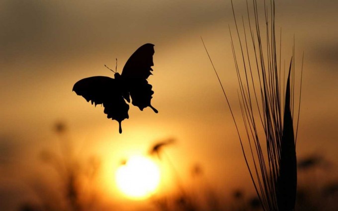 butterfly background sunrise
