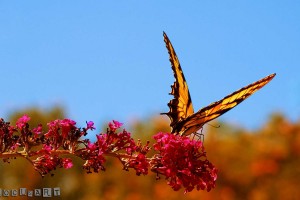 butterfly backgrounds