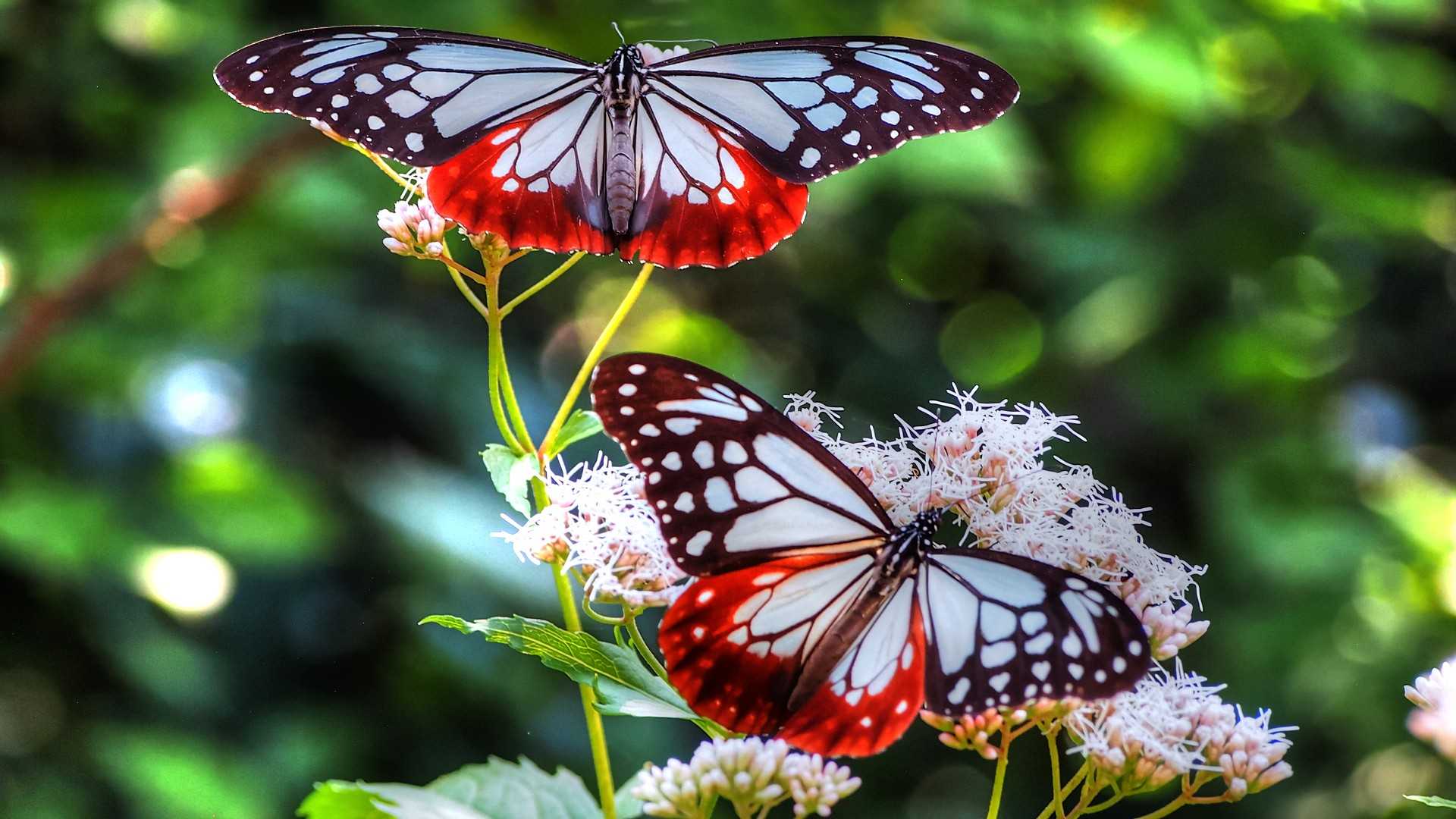 butterfly images free download