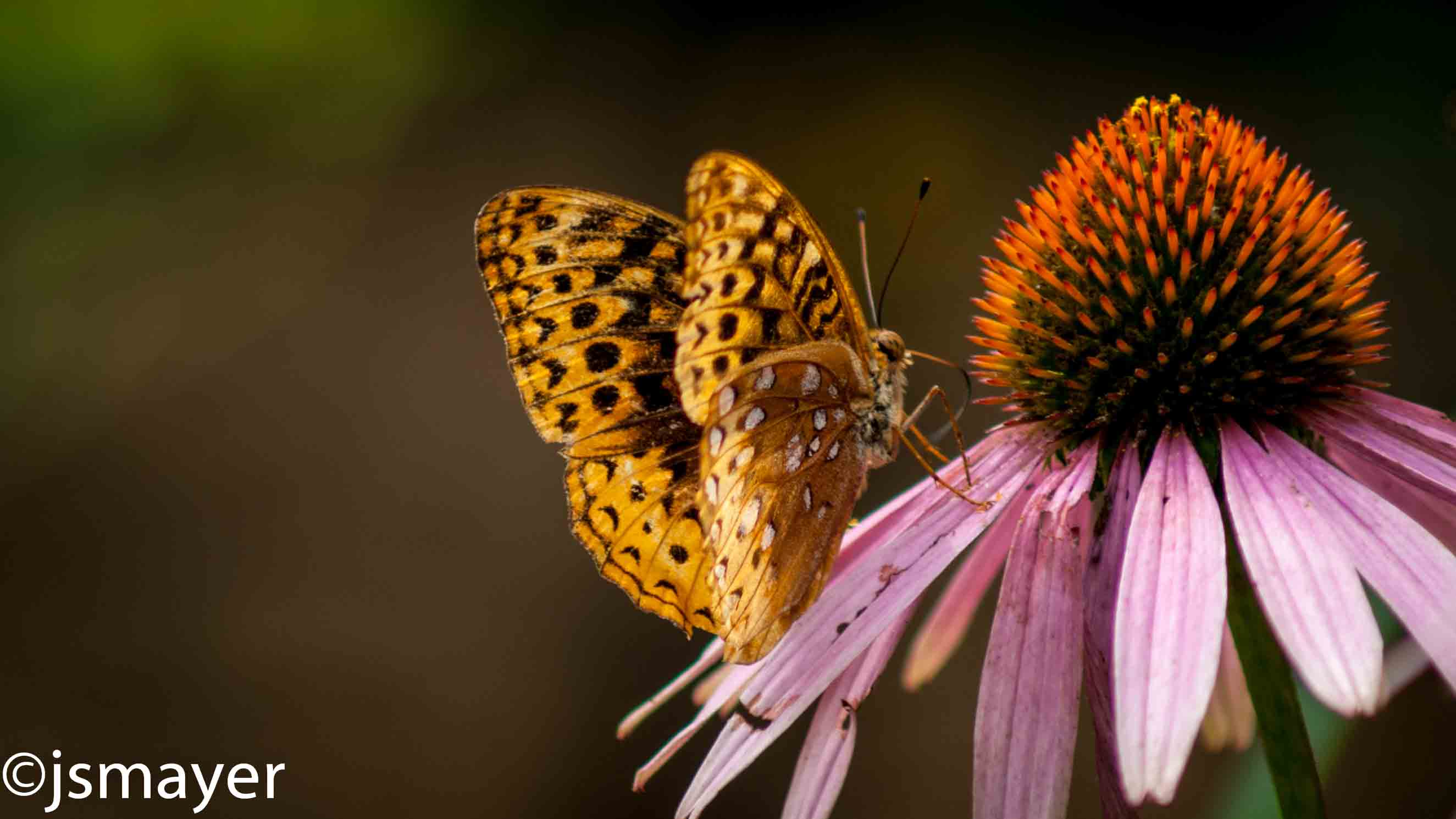 butterfly-on-coneflower