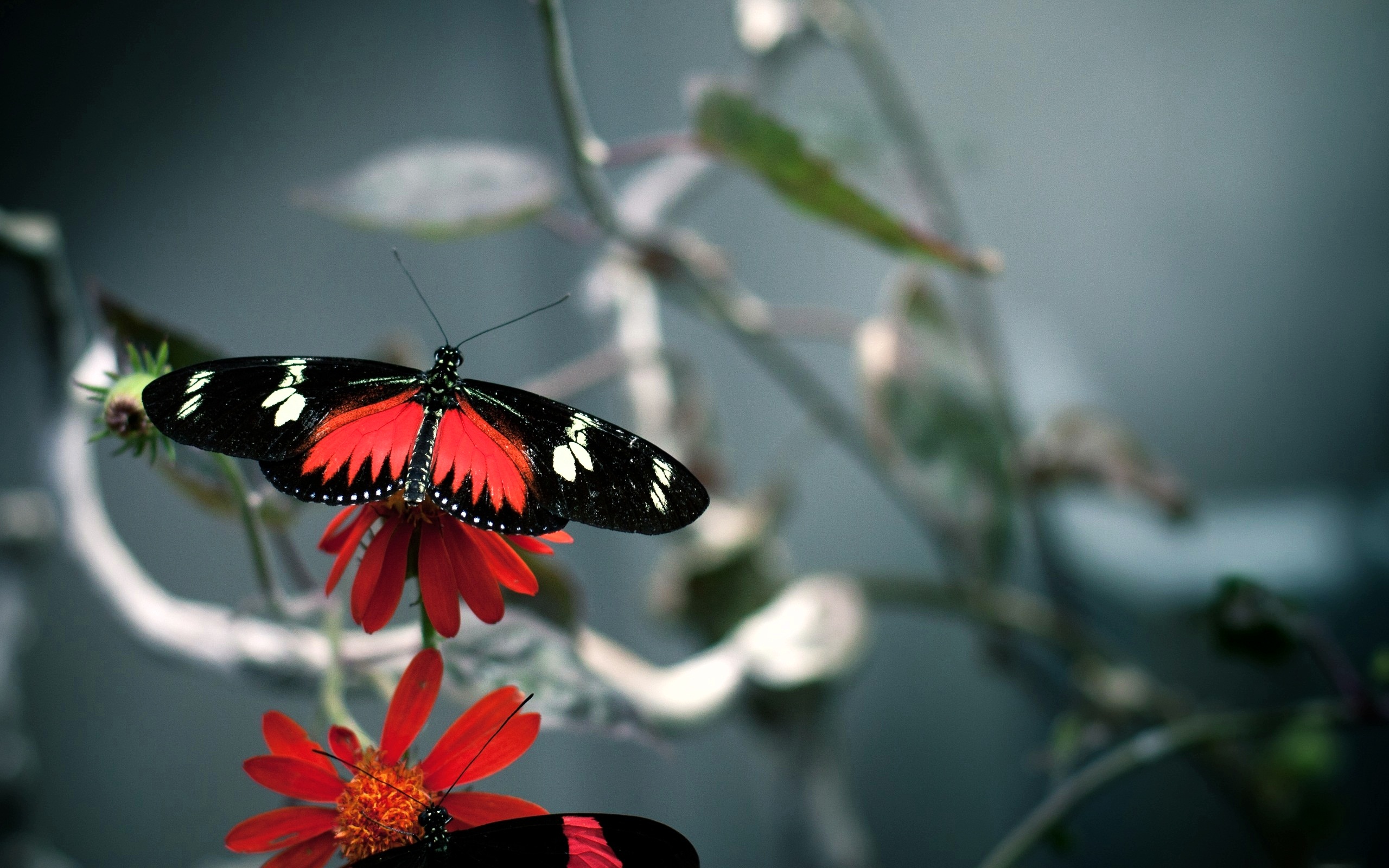 butterfly pictures download