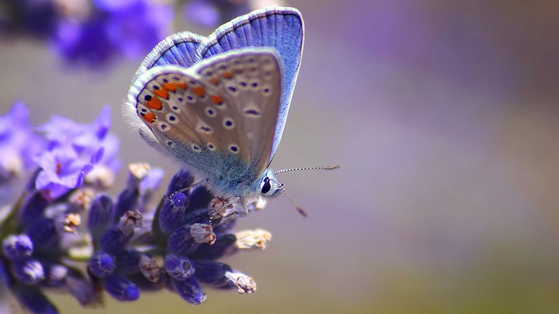 butterfly wall paper