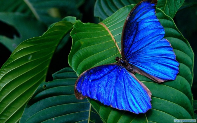 butterfly wallpaper dark blue