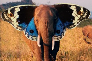 butterfly wallpaper elephant