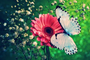 butterfly wallpaper photography
