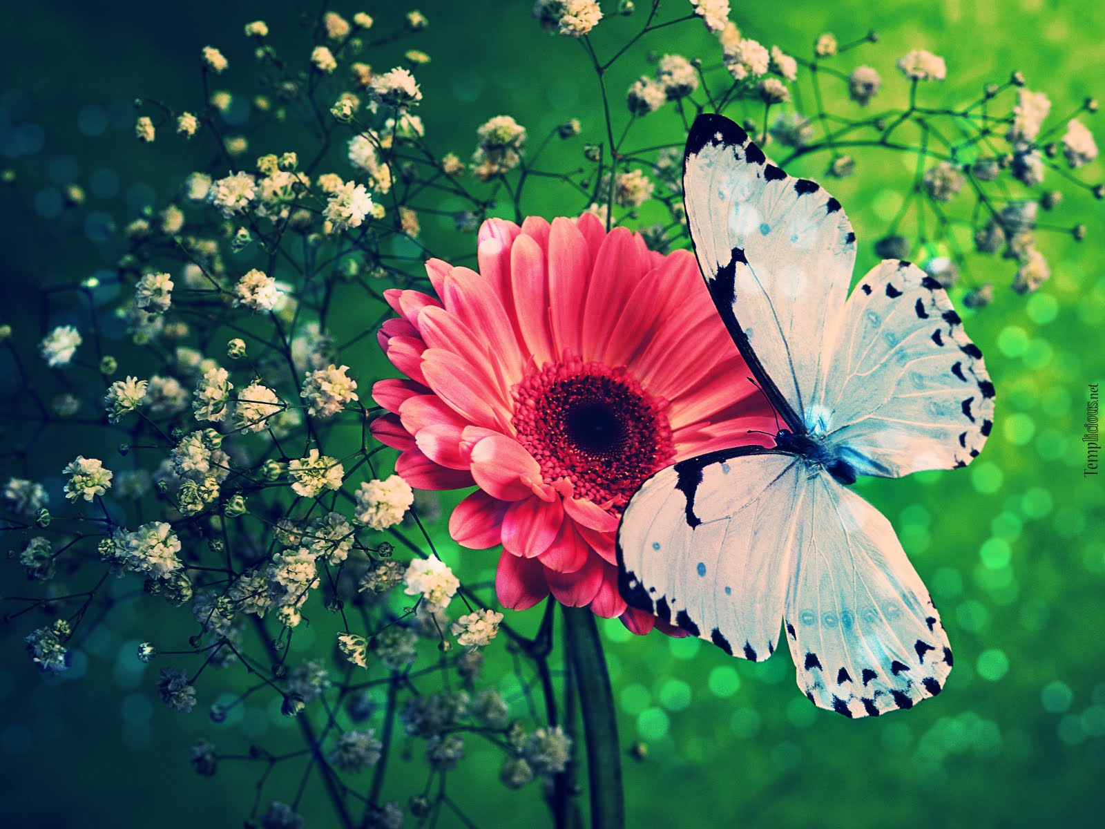 butterfly wallpaper photography