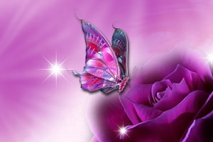 butterfly wallpaper purple