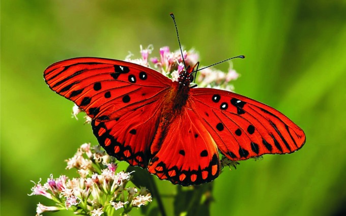 butterfly wallpaper red
