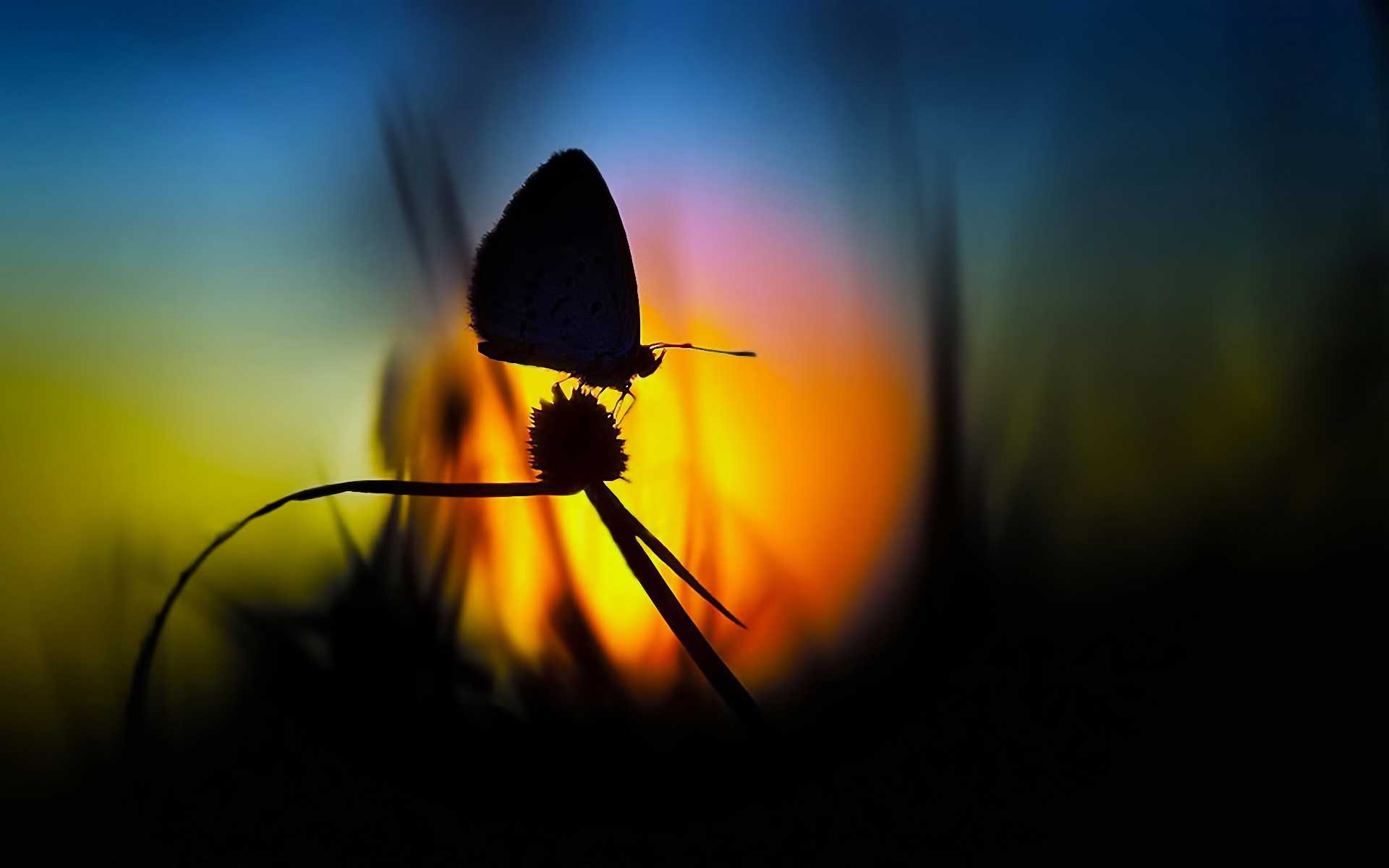 butterfly wallpapers download