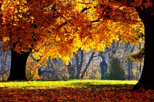 fall tree wallpapers