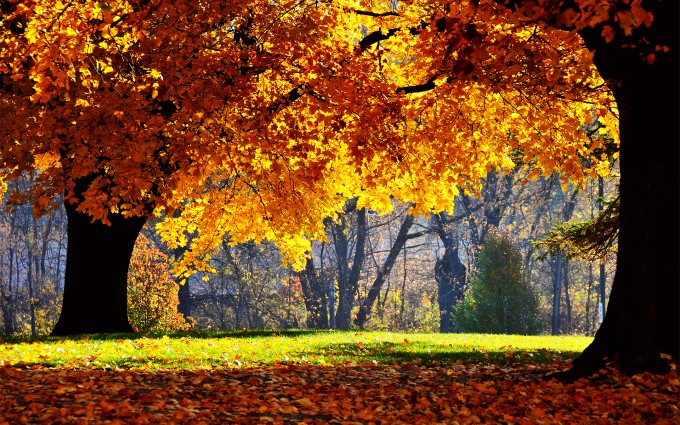 fall tree wallpapers Autumn
