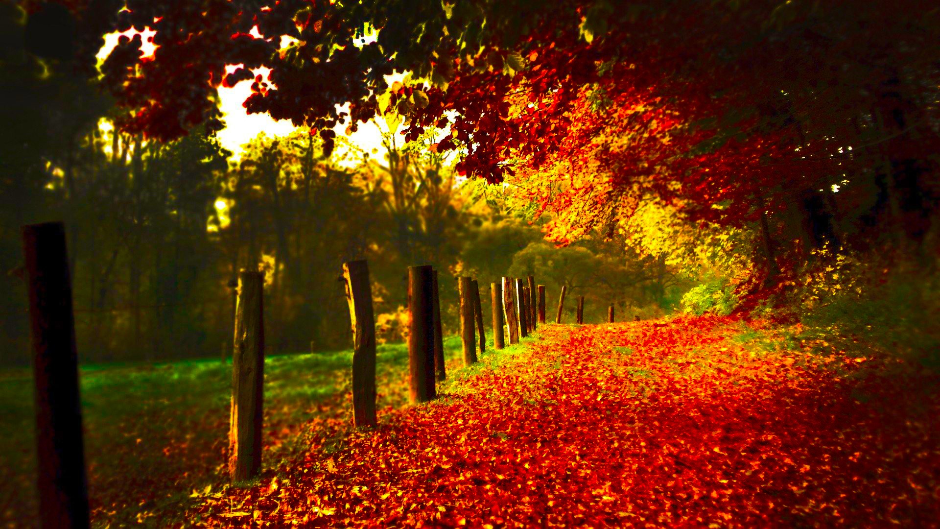 fall wallpapers red leaves Autumn