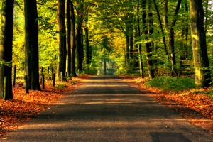 fall wallpapers road Autumn