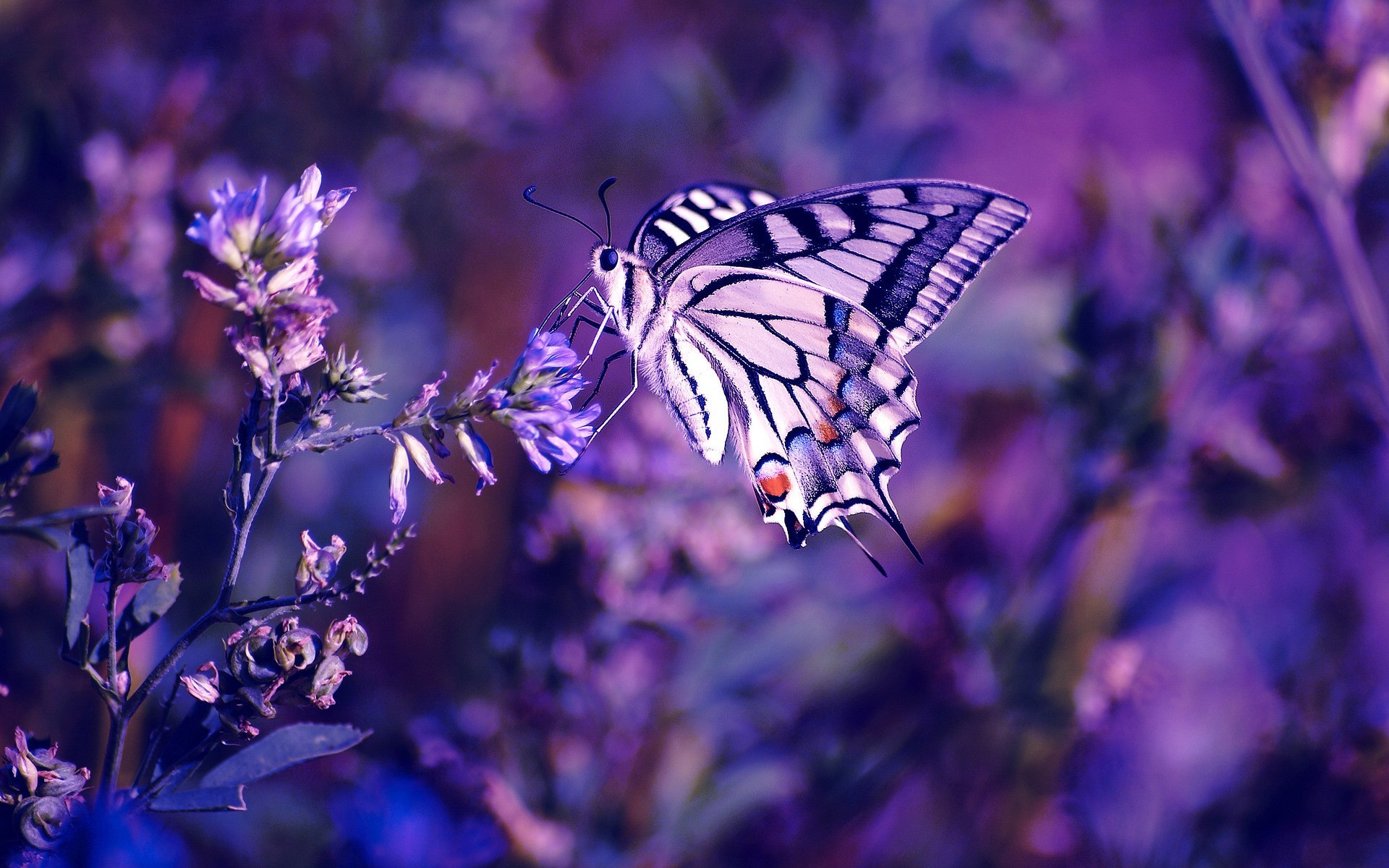 purple butterfly wallpaper