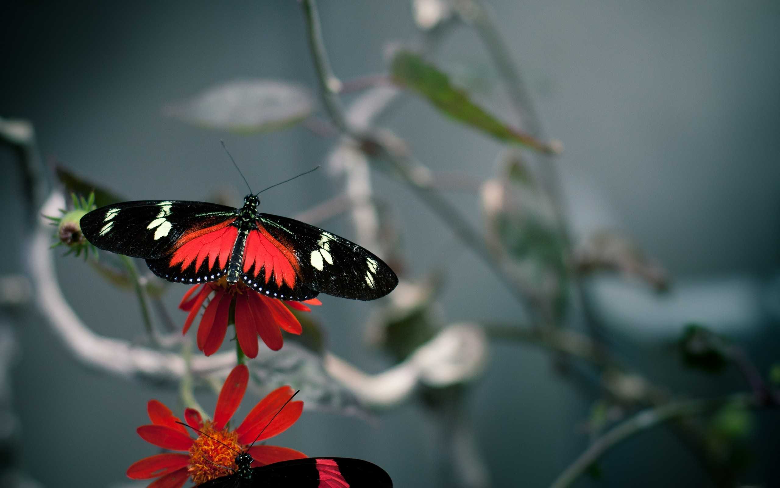 wallpaper butterfly free download