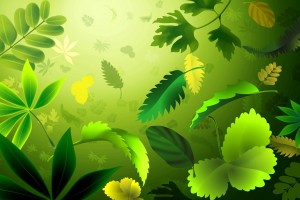 abstract wallpapers hd leaves