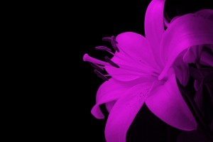 abstract wallpapers hd purple flower