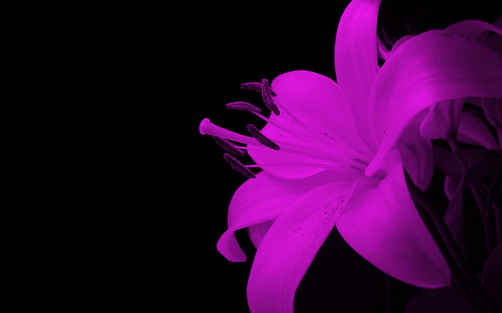 abstract wallpapers hd purple flower