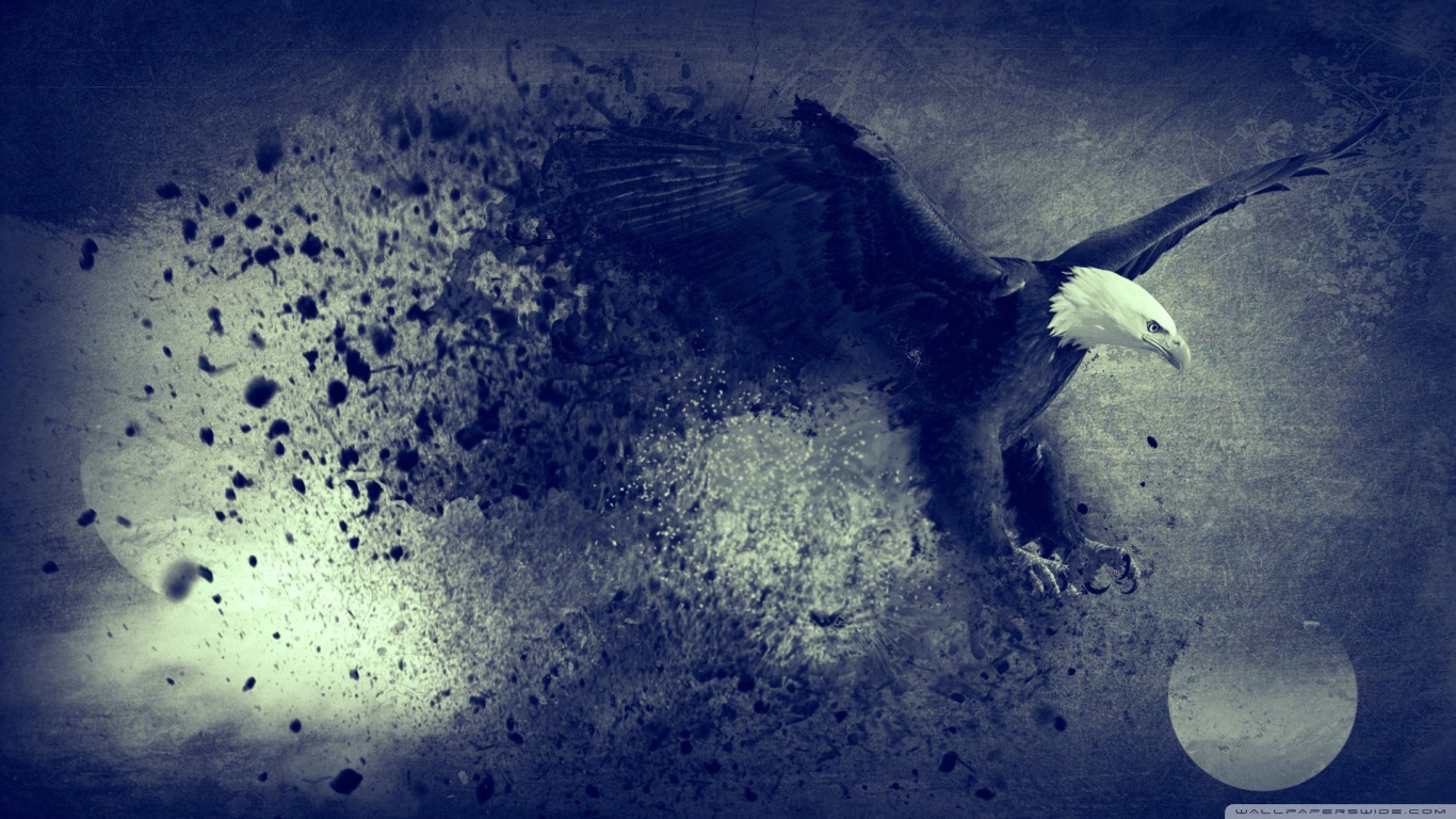 bird wallpaper black eagle