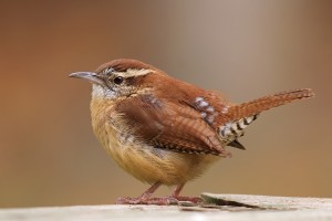 bird wallpaper brown
