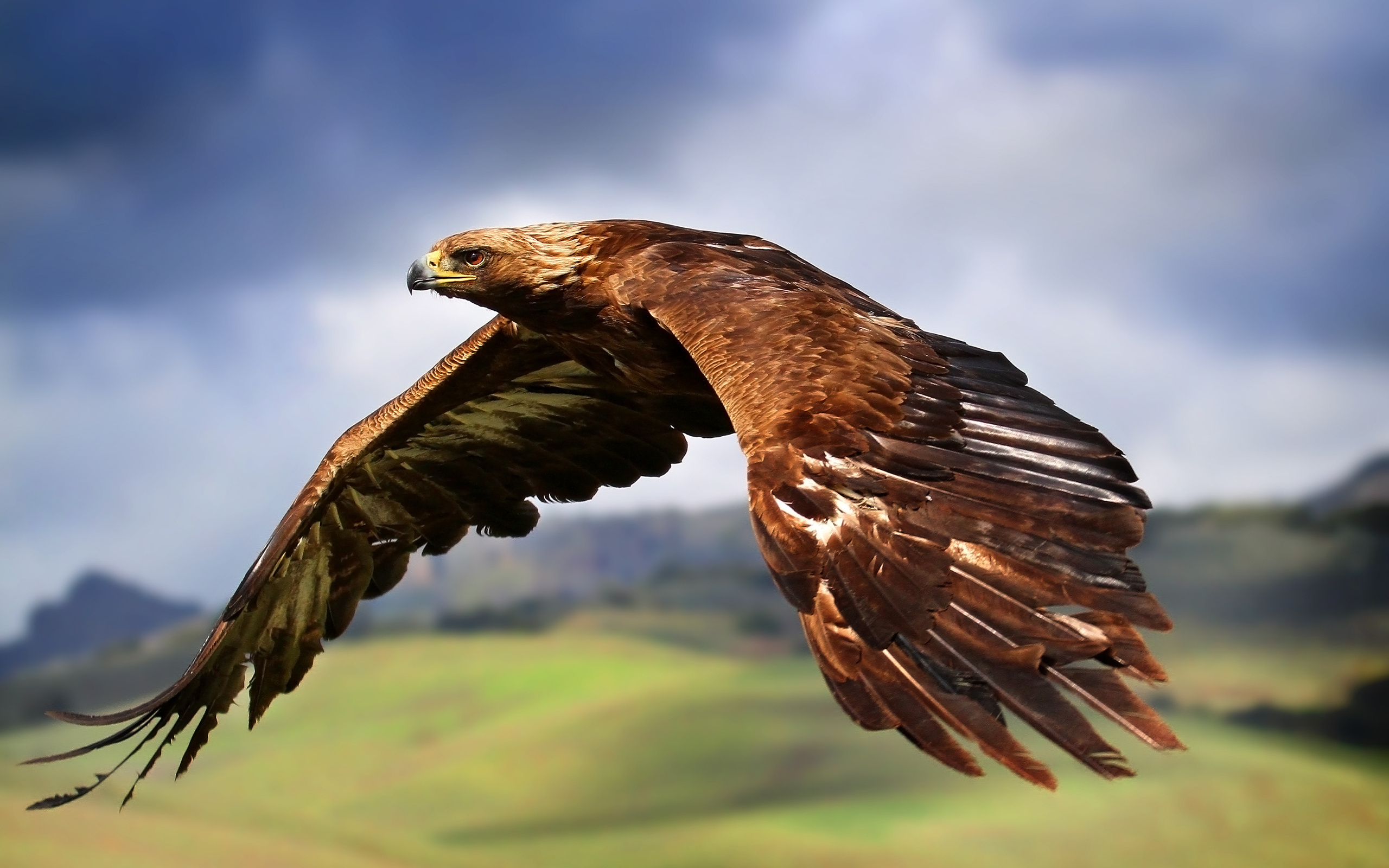 bird wallpaper brown eagle
