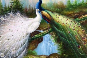 bird wallpaper love peacock