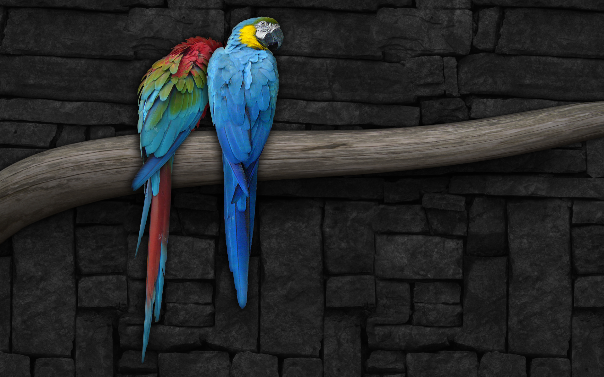 bird wallpaper parrots