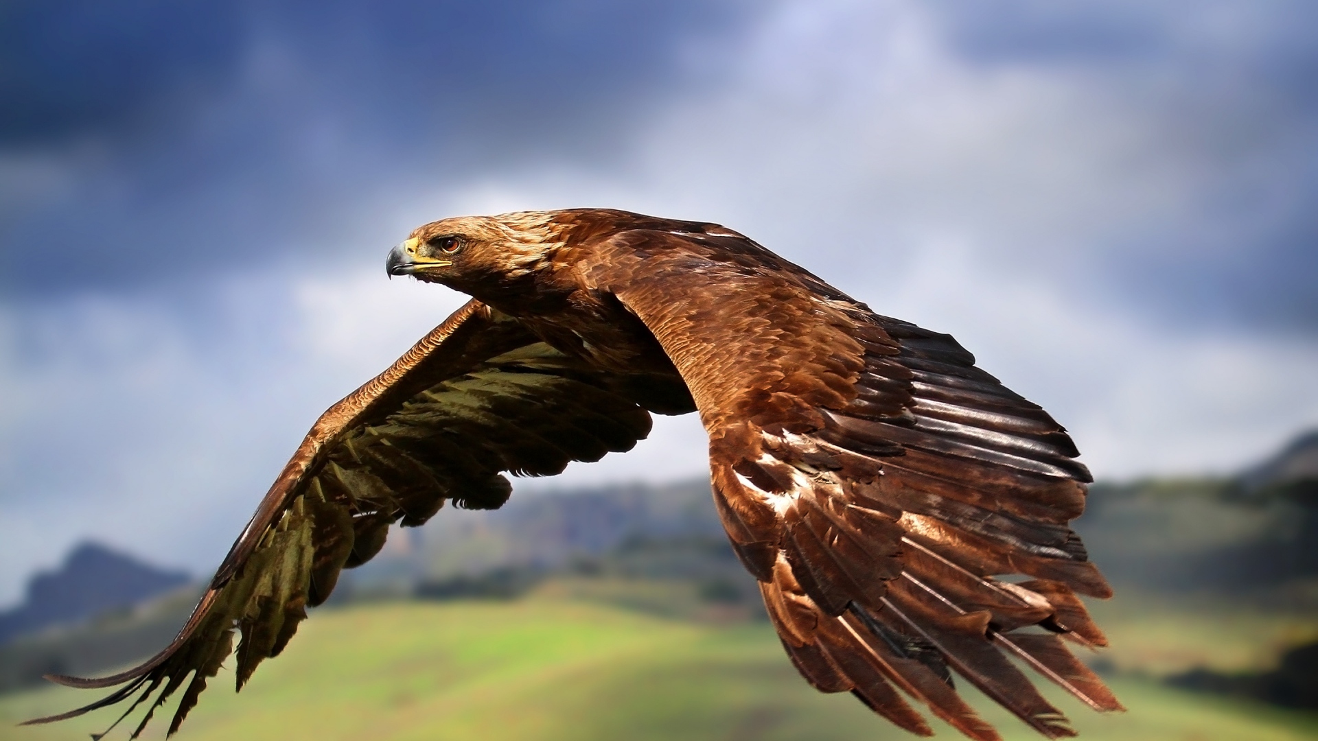 bird wallpaper predator eagle