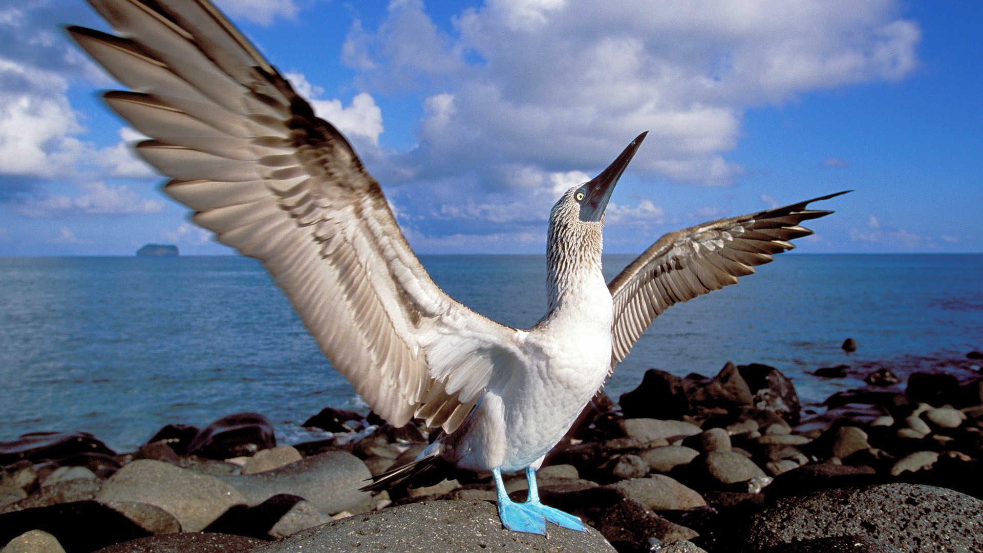Звук морских птиц. Голубоногая олуша птица. Галапагосские острова голубоногая олуша. Голубая олуша. Голубоногая олуша фото.