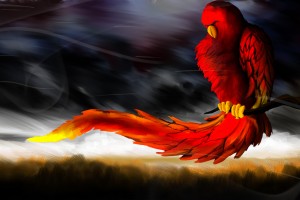 cool wallpapers 3d parrot