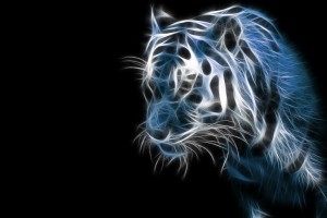 cool wallpapers tiger