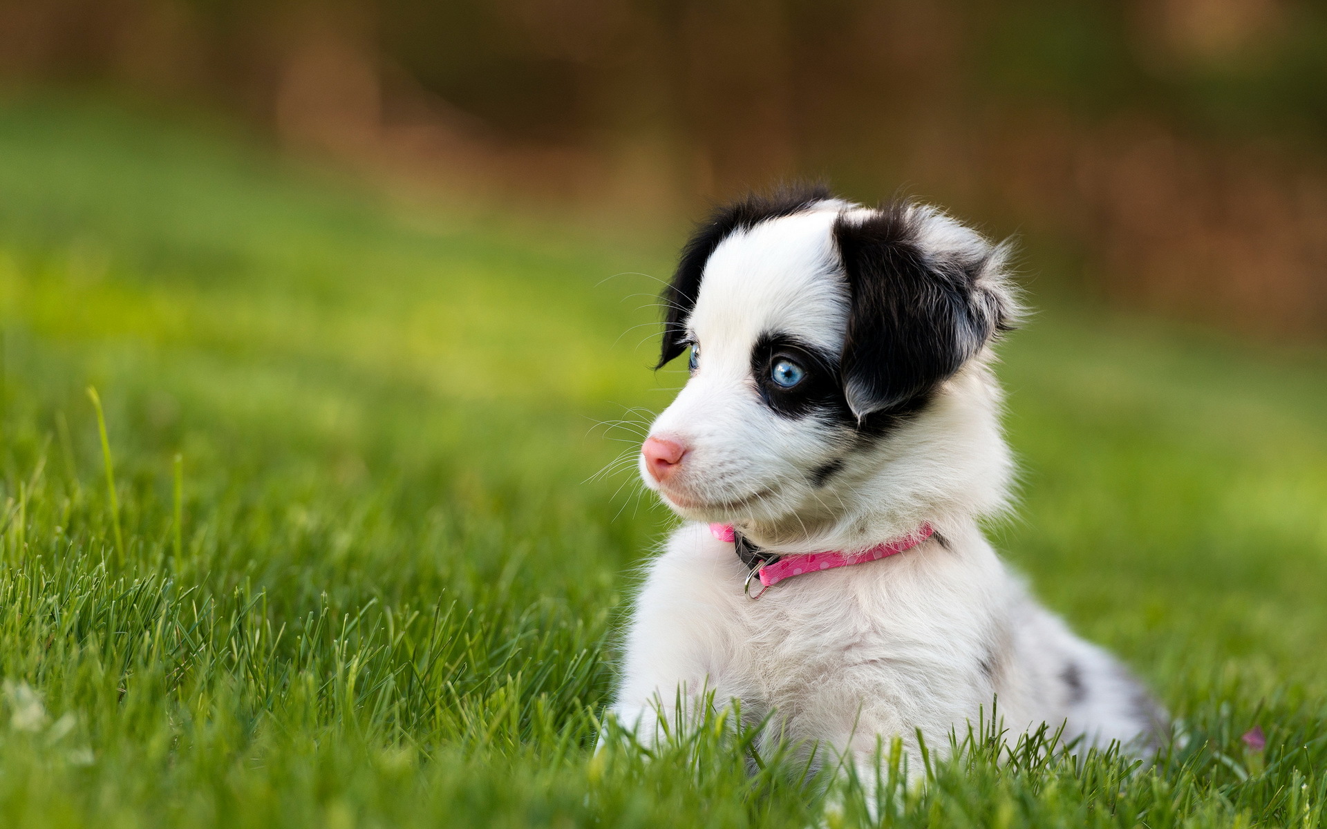 dog wallpaper blue eyes
