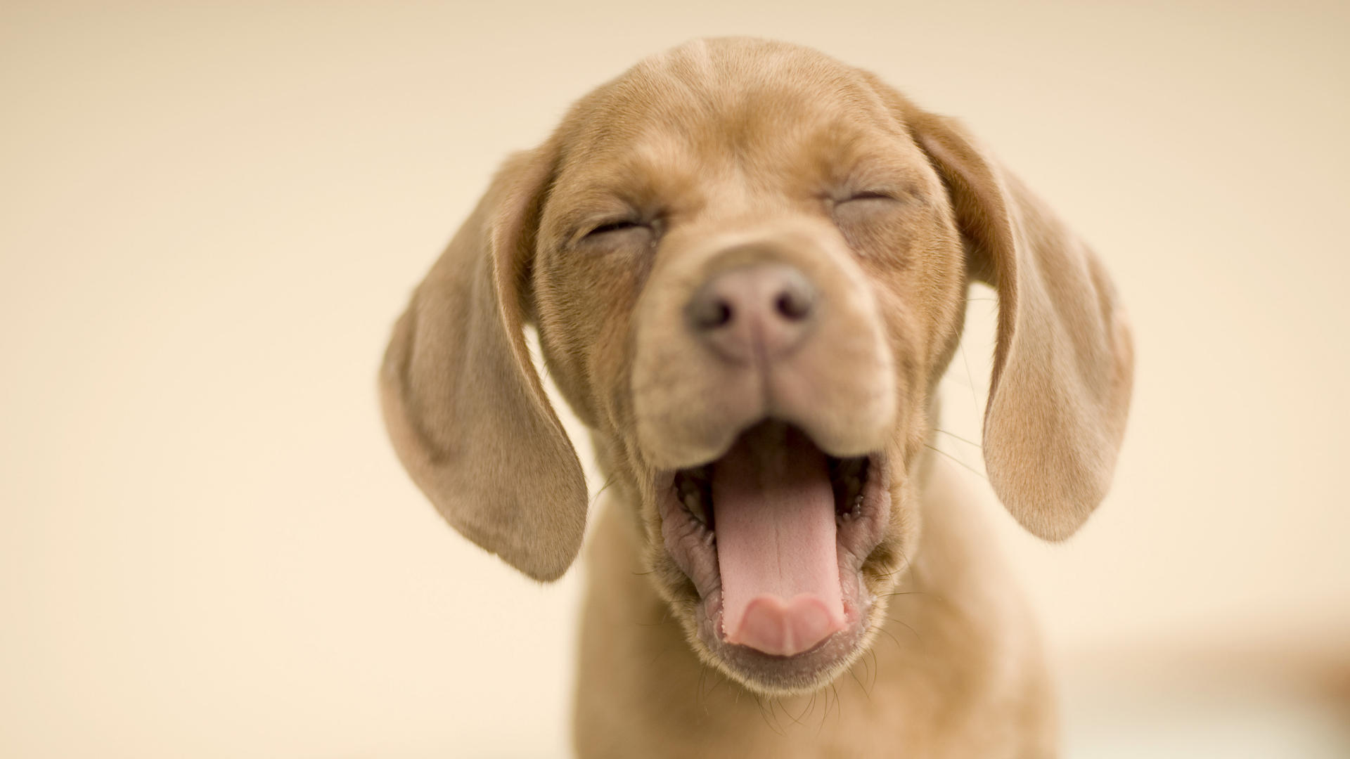 dog wallpaper yawn