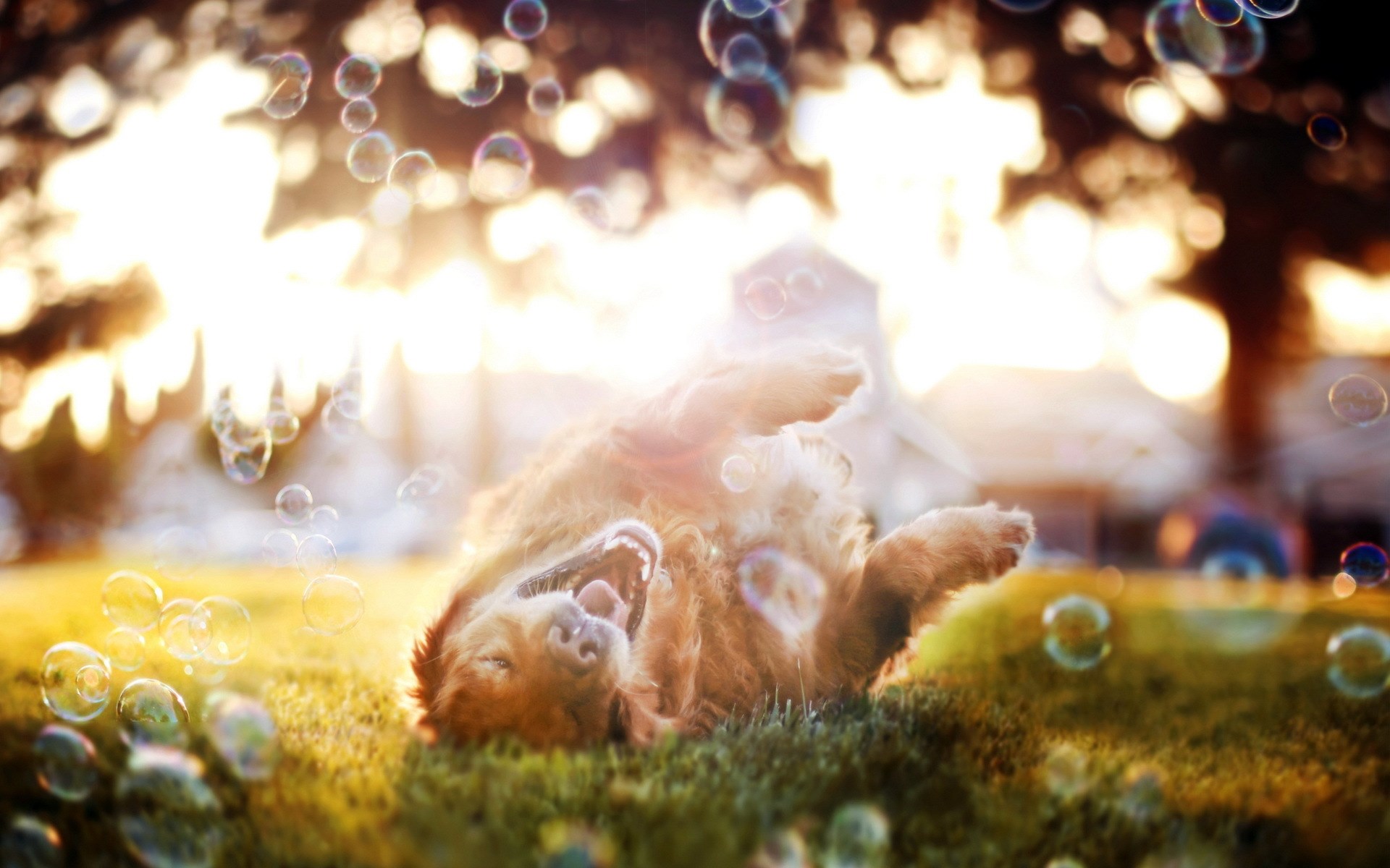 dog wallpapers bubbles