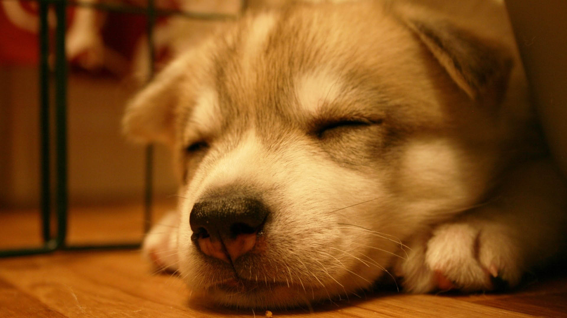 dog wallpapers cute sleep