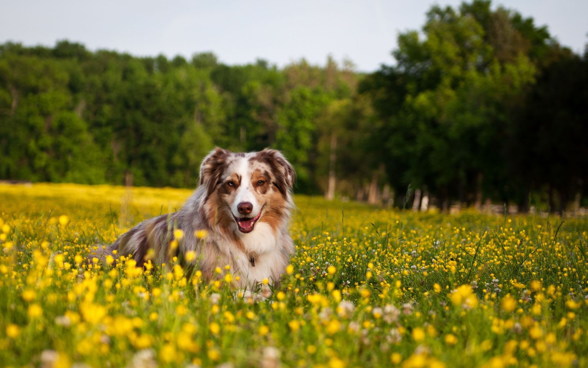 dog wallpapers flowers
